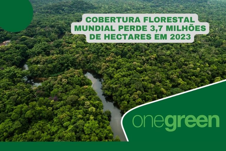 Cobertura florestal mundial perde 3,7 milhões de hectares em 2023