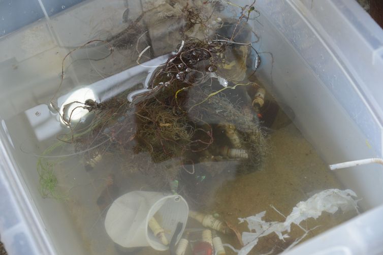 Mutirões de limpeza em praias marcam Semana do Meio Ambiente no Rio